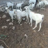 ماده سومال درجه یک