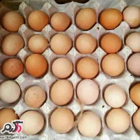 ویزیتور پخش