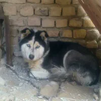 سگ هاسکی