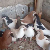 تعدادی رنگی و دم سفید