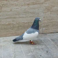 یهودی ابی