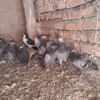 کفتر|پرنده|تربت جام, جامرود|دیوار