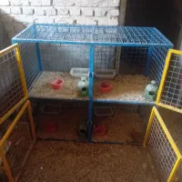جفت کن و در گنجه