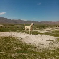 سگ سرابی خوب