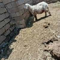 گوسفند