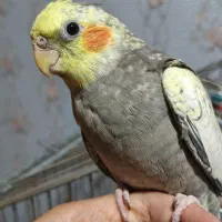 جوجه عروس هلندی مرواریدی