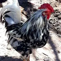 مرغ و خروس