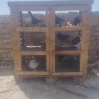 کفتر و جفت کن