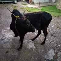 ورزاکوله چالوسی