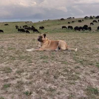 سگ سرابی|سگ|ملکان, |دیوار