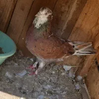 کبوتر نر