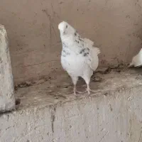 طوقی|پرنده|رودشت (اصفهان), |دیوار