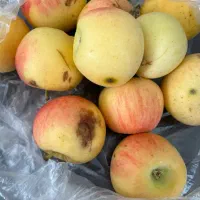 فروش سیب زیر درختی