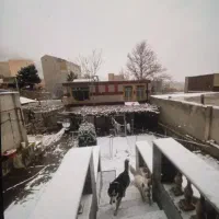 سگ هاسکی دوماهه