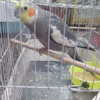 عروس هلندی نر آماده جفت