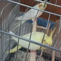 عروس هلندی مولد