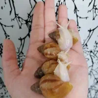 فروش حلزون