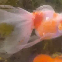 ۴عدد گلدفیش مولد