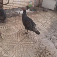 بوقلمون آناج