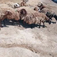 20راس کاور بوری ،دو دندون و چهار دندون