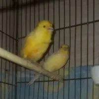 یک جفت قناری کشیده مولد