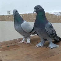 ترکیه و کله ای