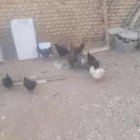 جوجه بومی