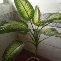 گل دیفن باخیا