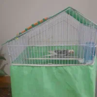 جوجه عروس هلندی دون خور با قفس