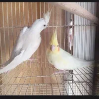 عروس هلندی
