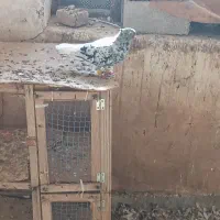پرنده کبوتر رنگی دم سفید