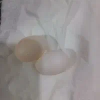 فروش تخم نطفه دارعروس هلندی