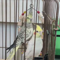 عروس هلندی مولد