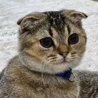 بچه گربه اسکاتیش نر