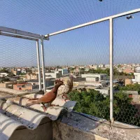 کبوتر سار و المانی