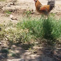 مرغ و خروس