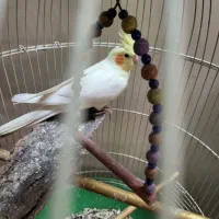 عروس هلندی