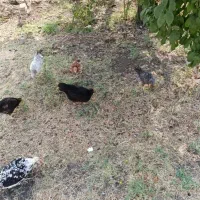 پنج عدد جوجه و مرغ گلین