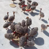 شترمرغ جوجه