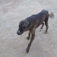 سگ نر