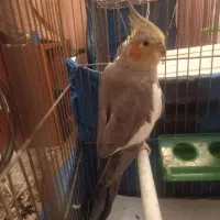 عروس هلندی نر  آماده