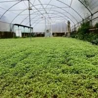 فروش انواع نشا گوجه ، فلفل، بادمجان