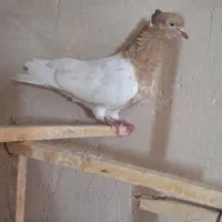 ماده کله زرد