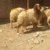 ۴تابره ماده ویک نر