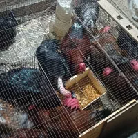 فروش خروس (فقط خروس مرغ موجود نیست)