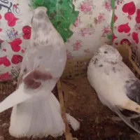 سه جفت کبوتر