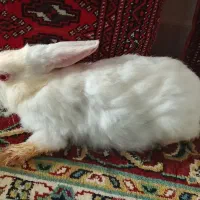 خرگوش