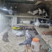 کفتر|پرنده|فردوسیه, |دیوار