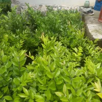 شمشاد|خدمات باغبانی و درختکاری|چابکسر, |دیوار
