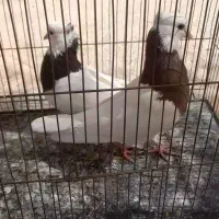 کفتر.